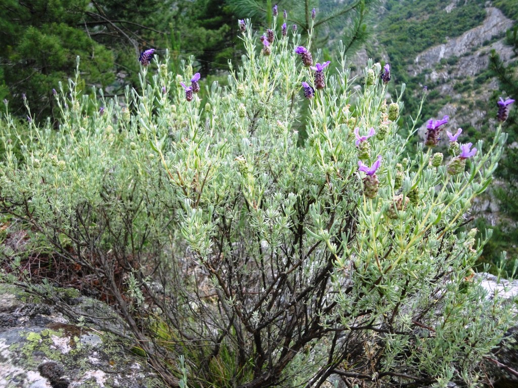 Corte - maquis lavender