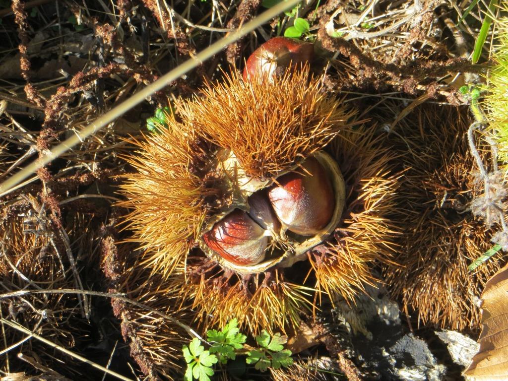 castanet-chestnuts
