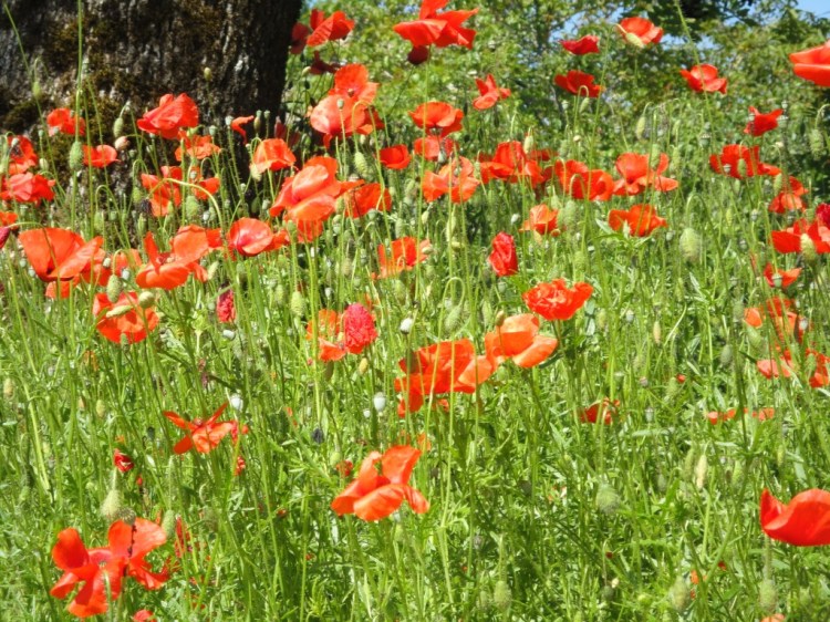 Poppies